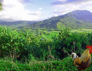 Hanalei taro fields and rooster