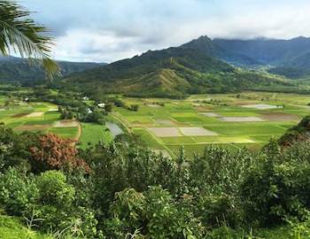 Hanalei taro fields