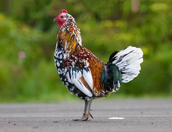 Kauai Chickens