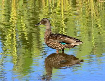 koloa duck