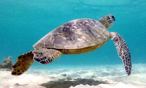 honu at 'Anini