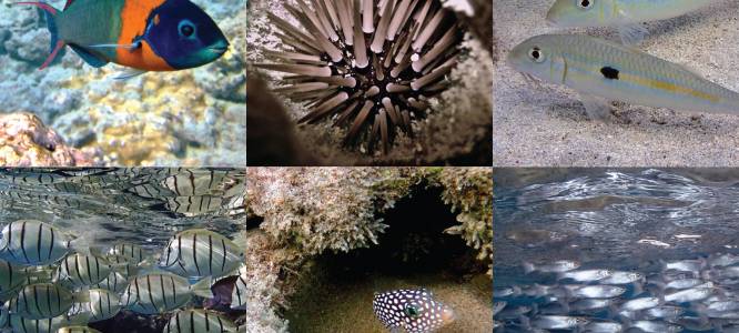 Hawaiian marine life