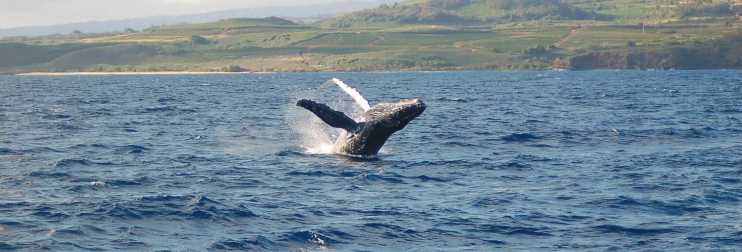 Humback whale breaching