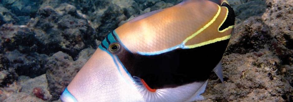 reef trigger fish