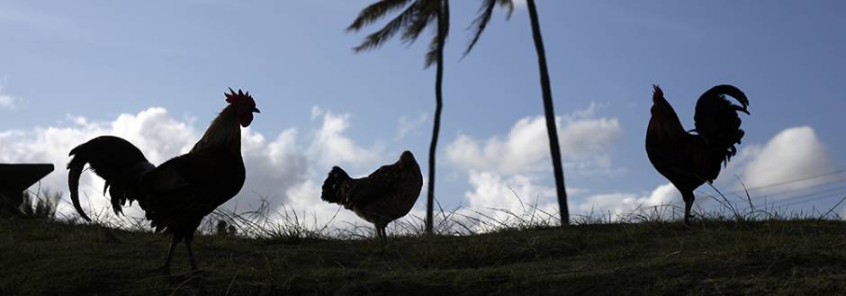 Kauai Chickens