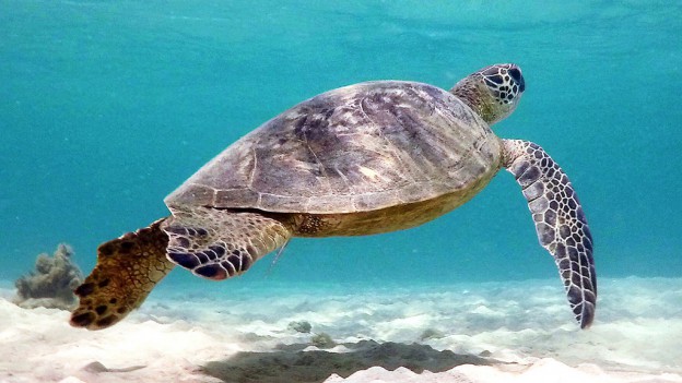 Sea Turtle in Kauai